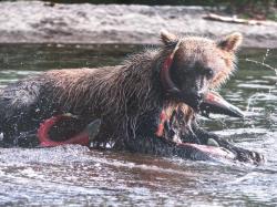 kamchatka-3491.jpg